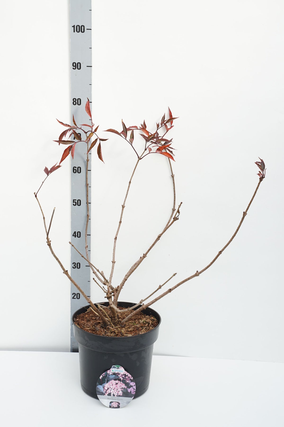 Sambucus nigra &