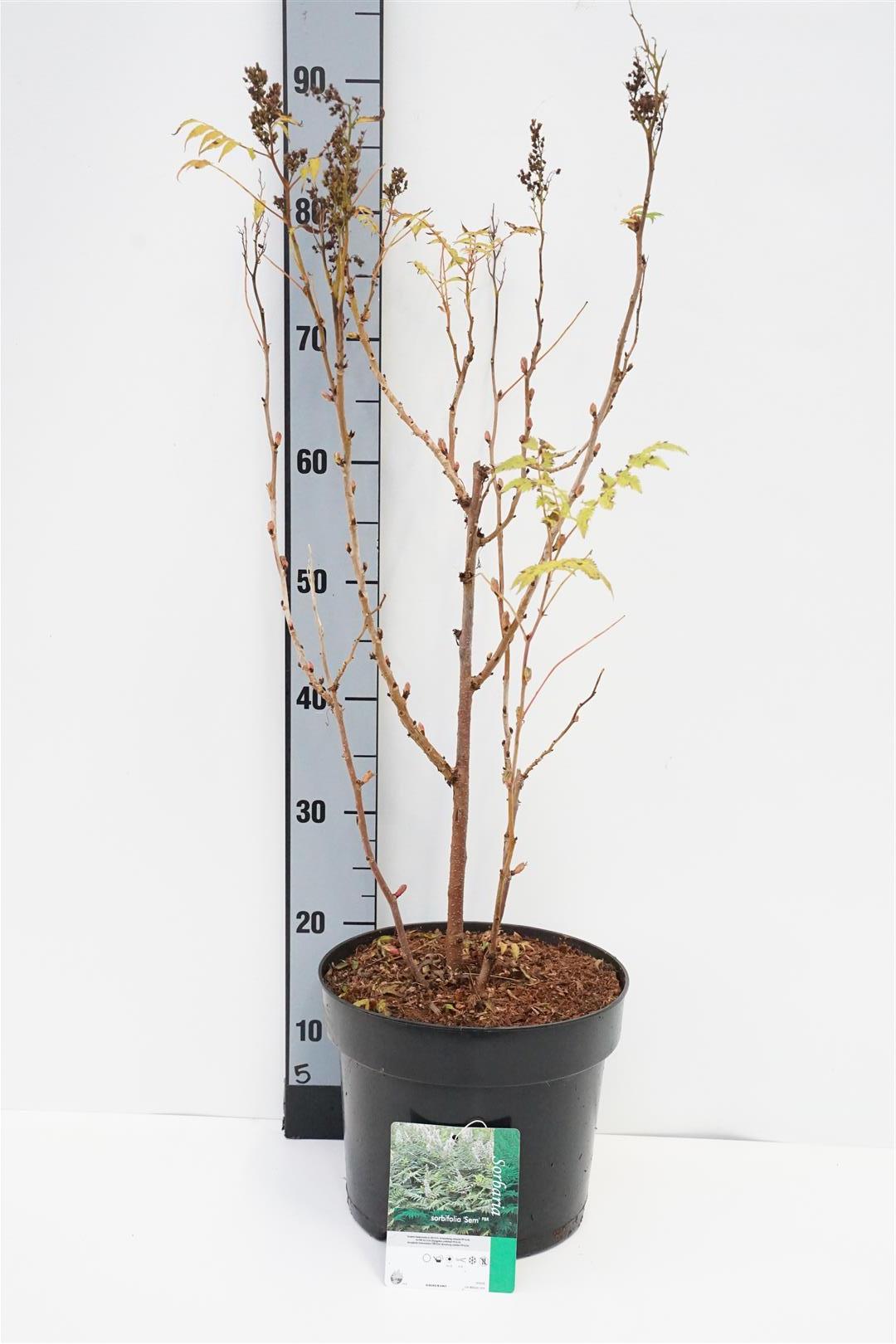Sorbaria sorbifolia &