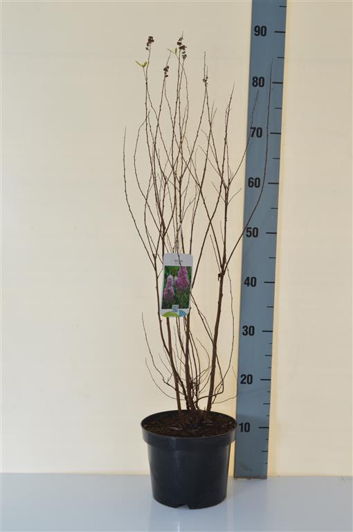 Spiraea billardii C3 (3 liters kruka) / 19 cm kruka 40-50 cm