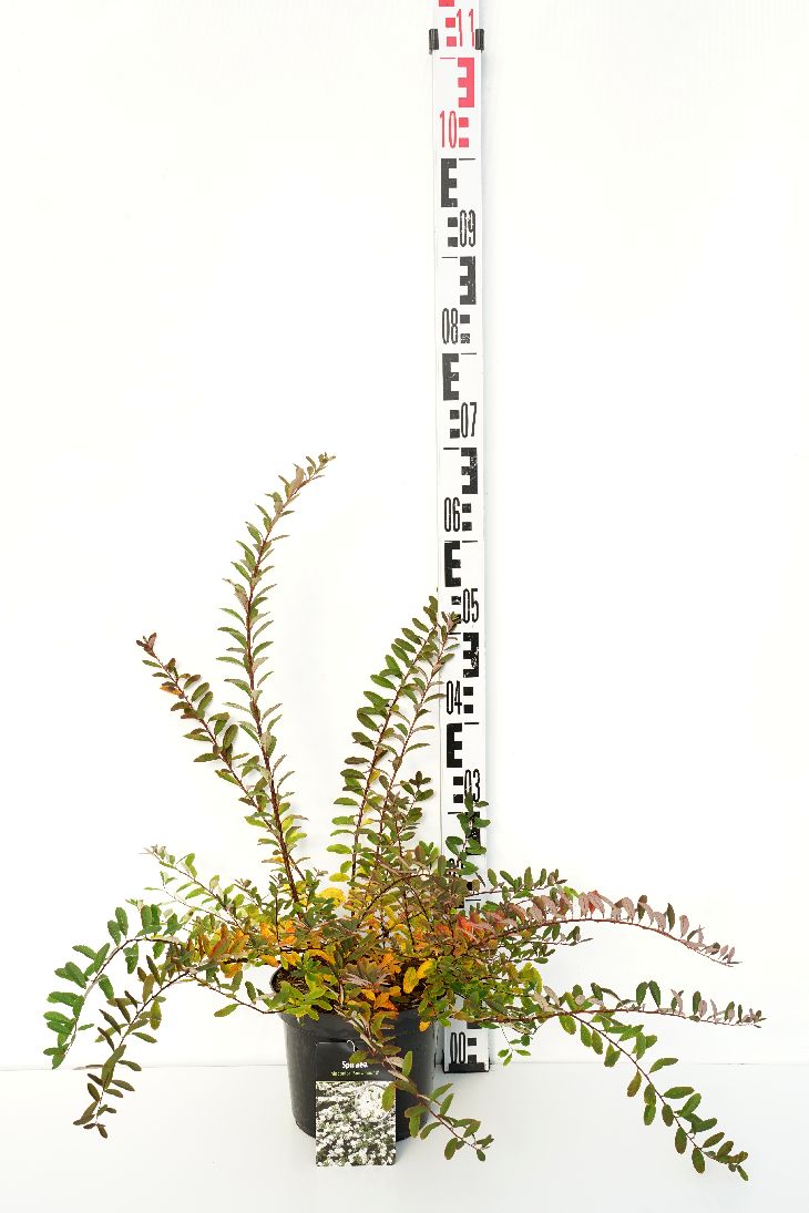 Spiraea nipponica &