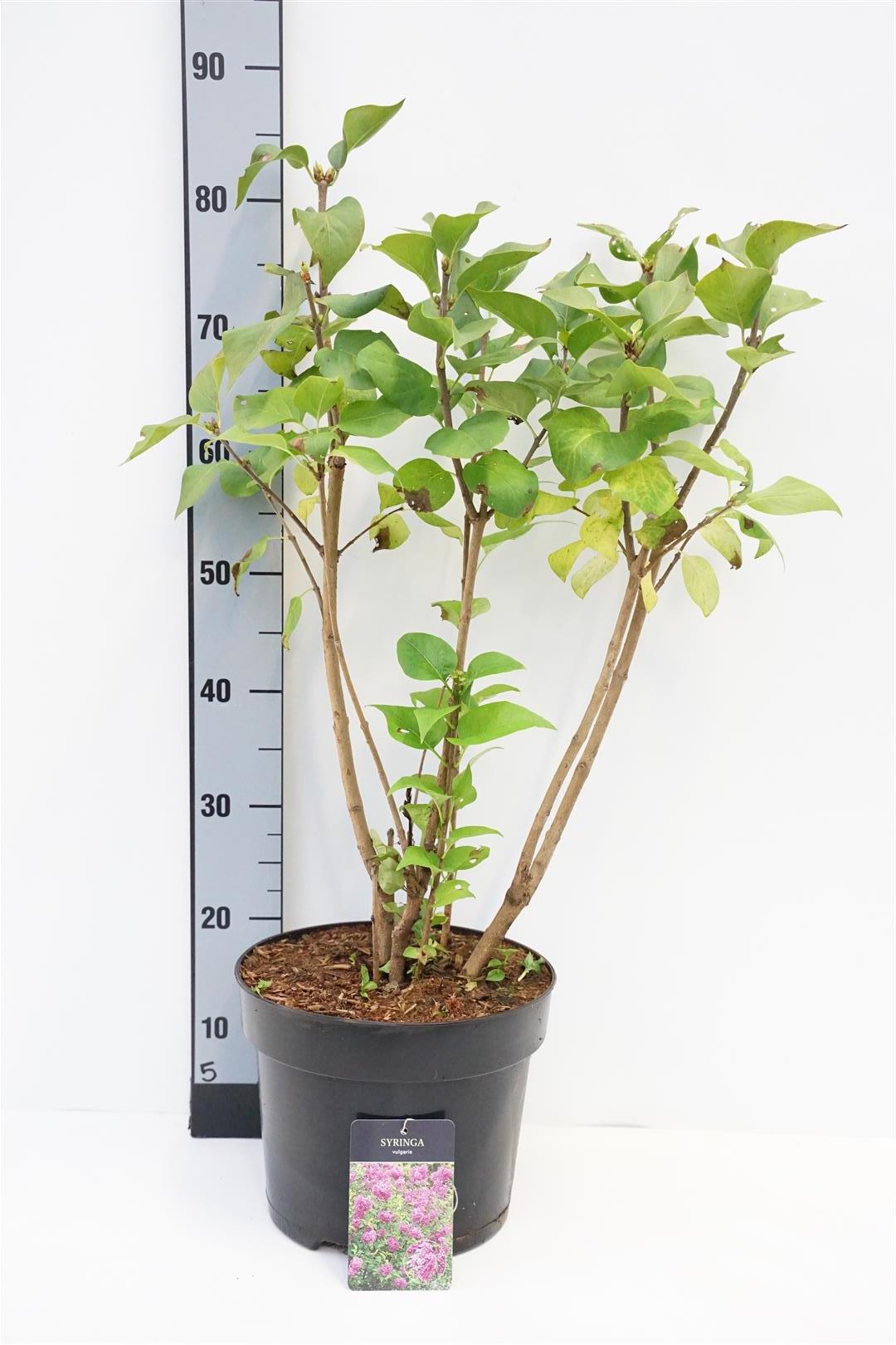 Syringa vulgaris C7,5 (7,5 liters kruka) 60-80 cm