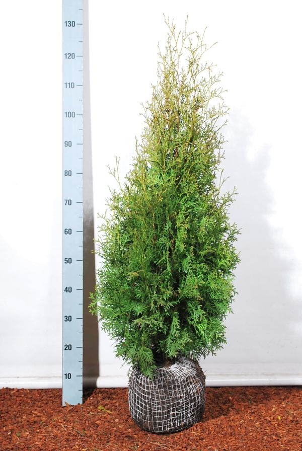 Thuja occidentalis &