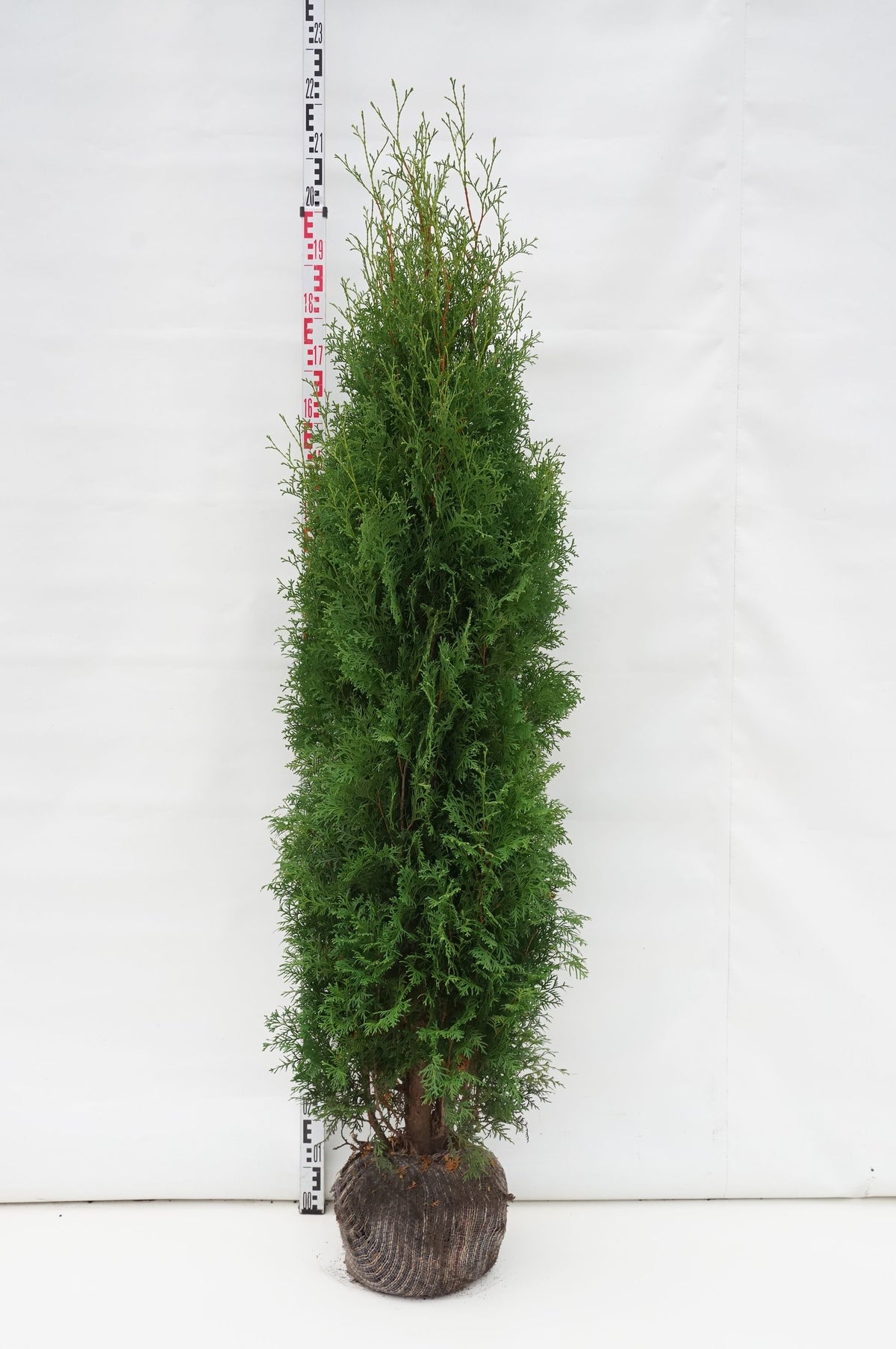 Thuja occidentalis &