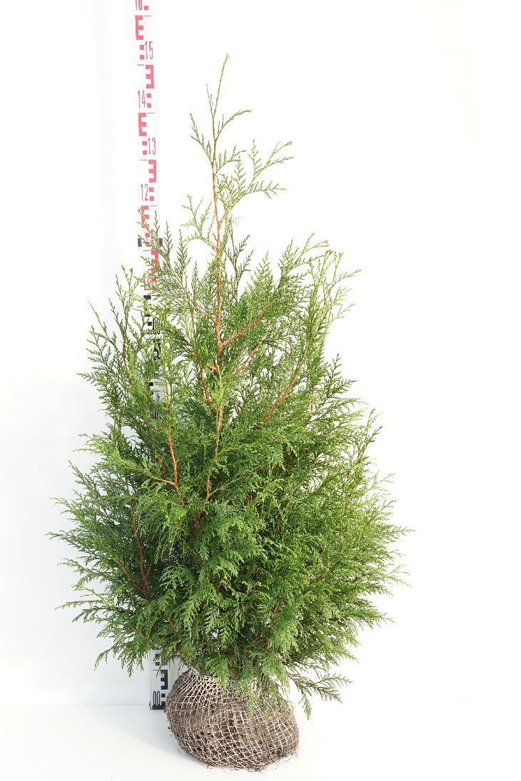 Thuja plicata &