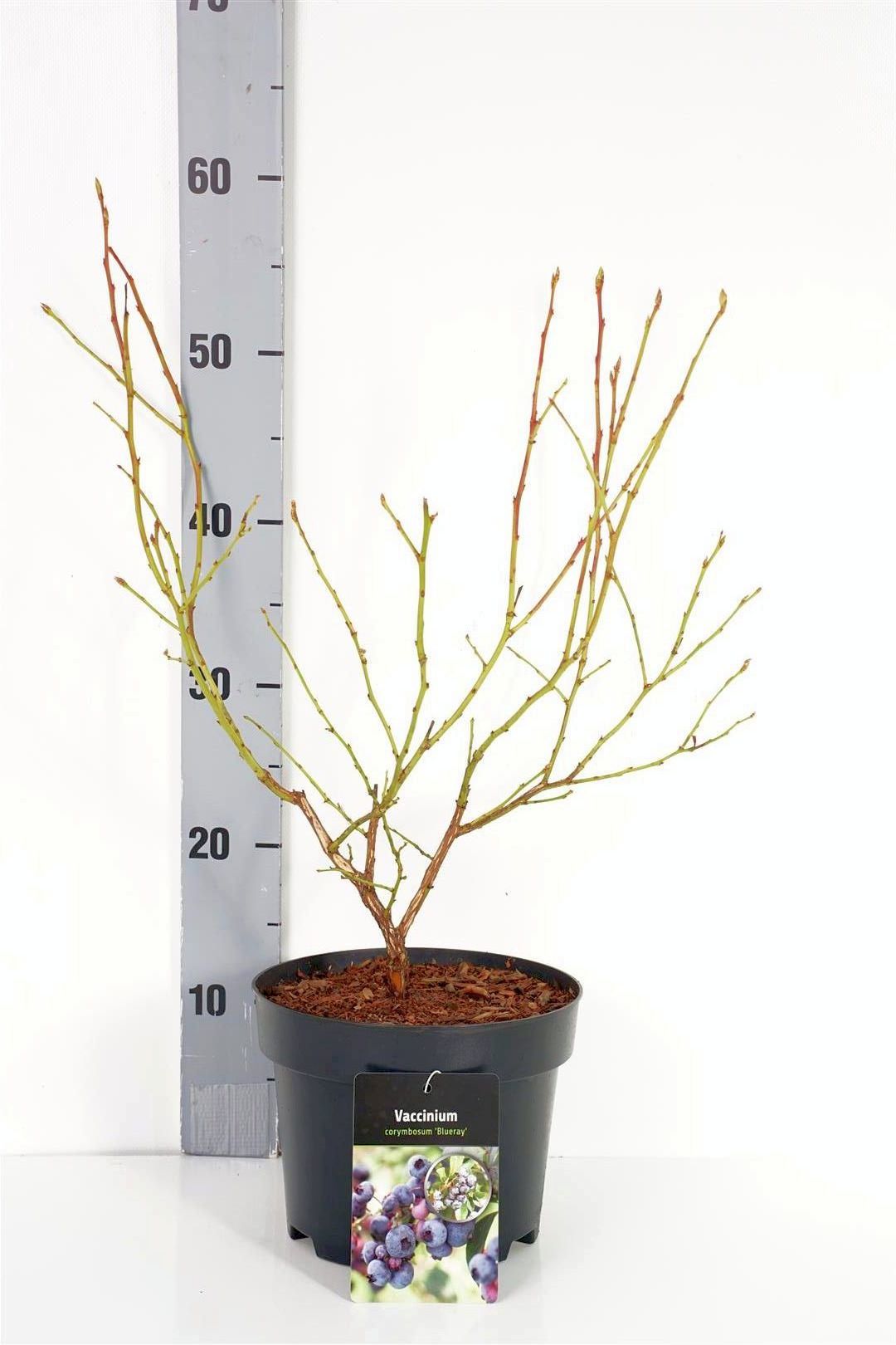 Vaccinium corymbosum &