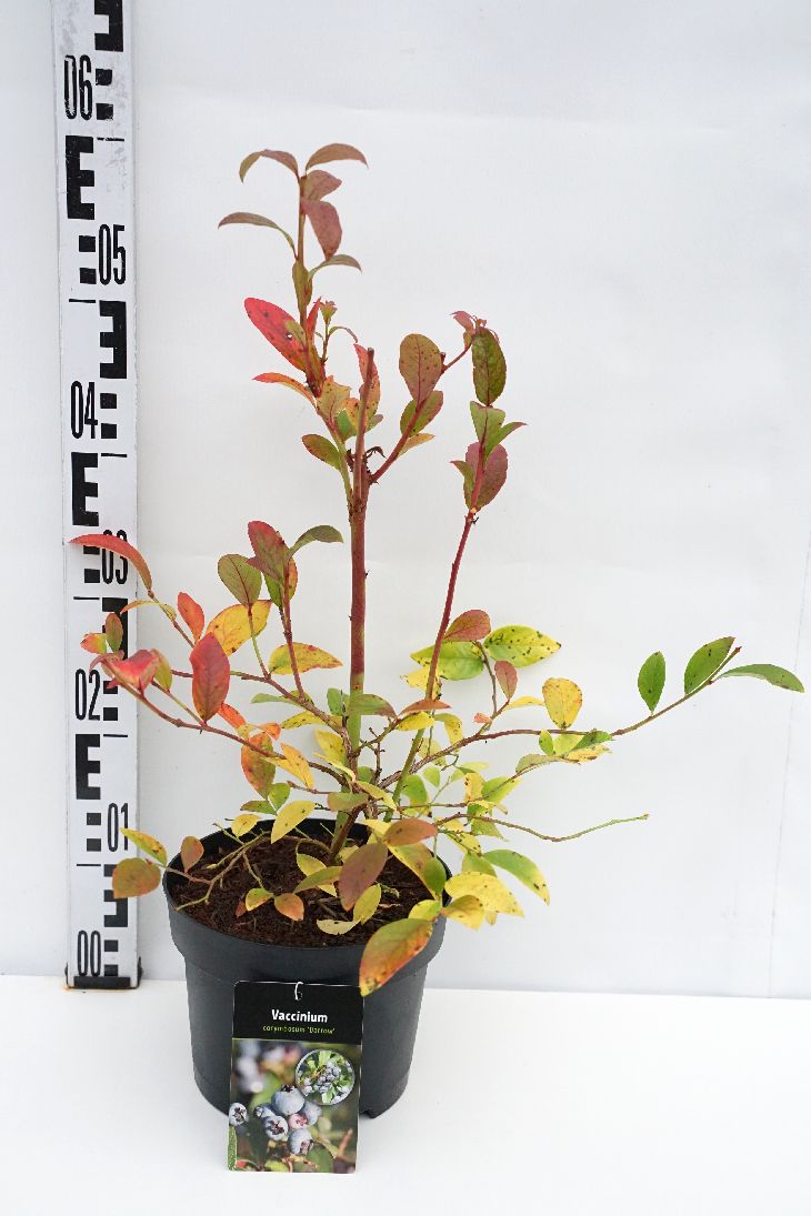 Vaccinium corymbosum &