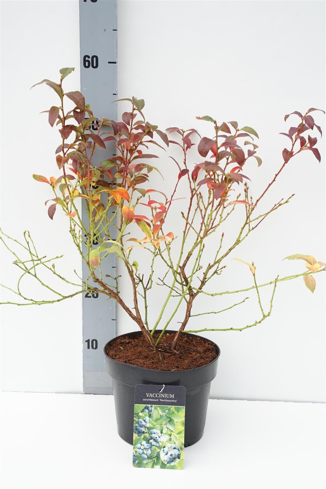Vaccinium cor. &