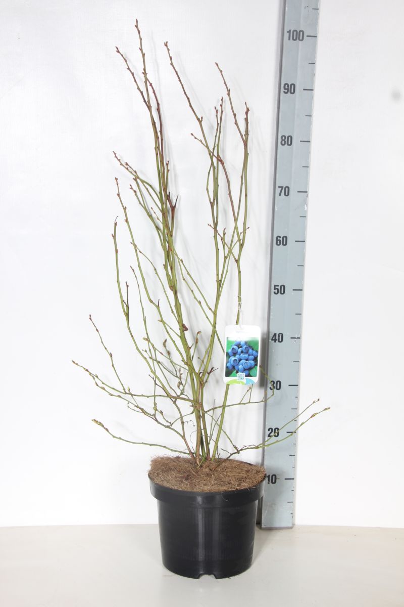 Vaccinium cor. &