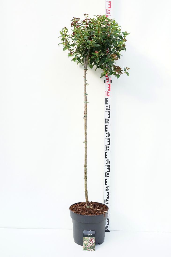 Viburnum tinus stam 100 cm C10 (10 liters kruka)