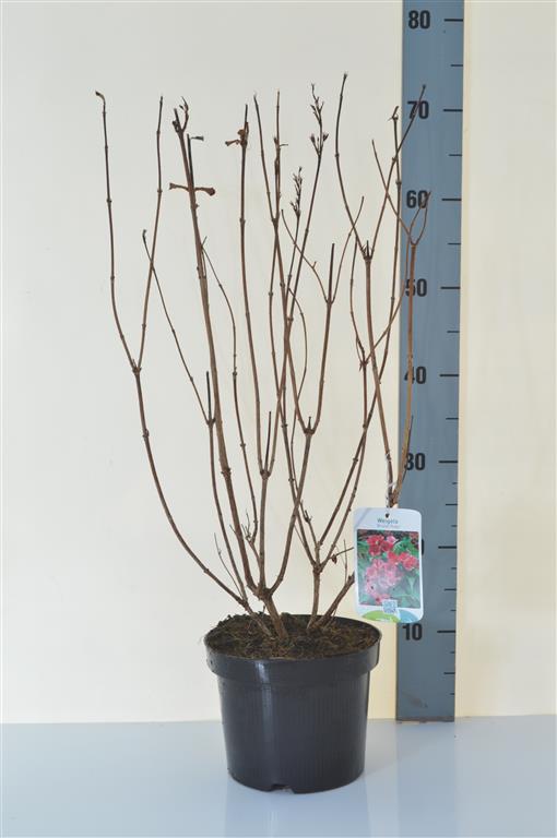 Weigela &