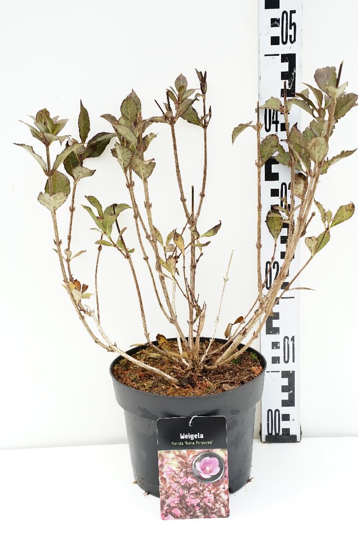 Weigela florida &