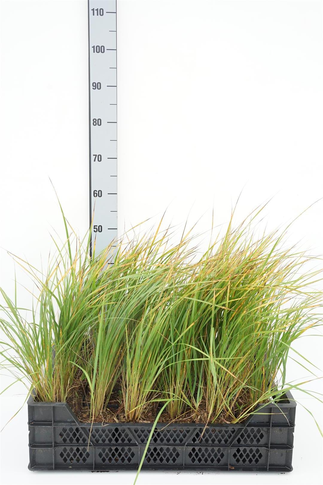 Calamagrostis brachytricha 9 cm kruka