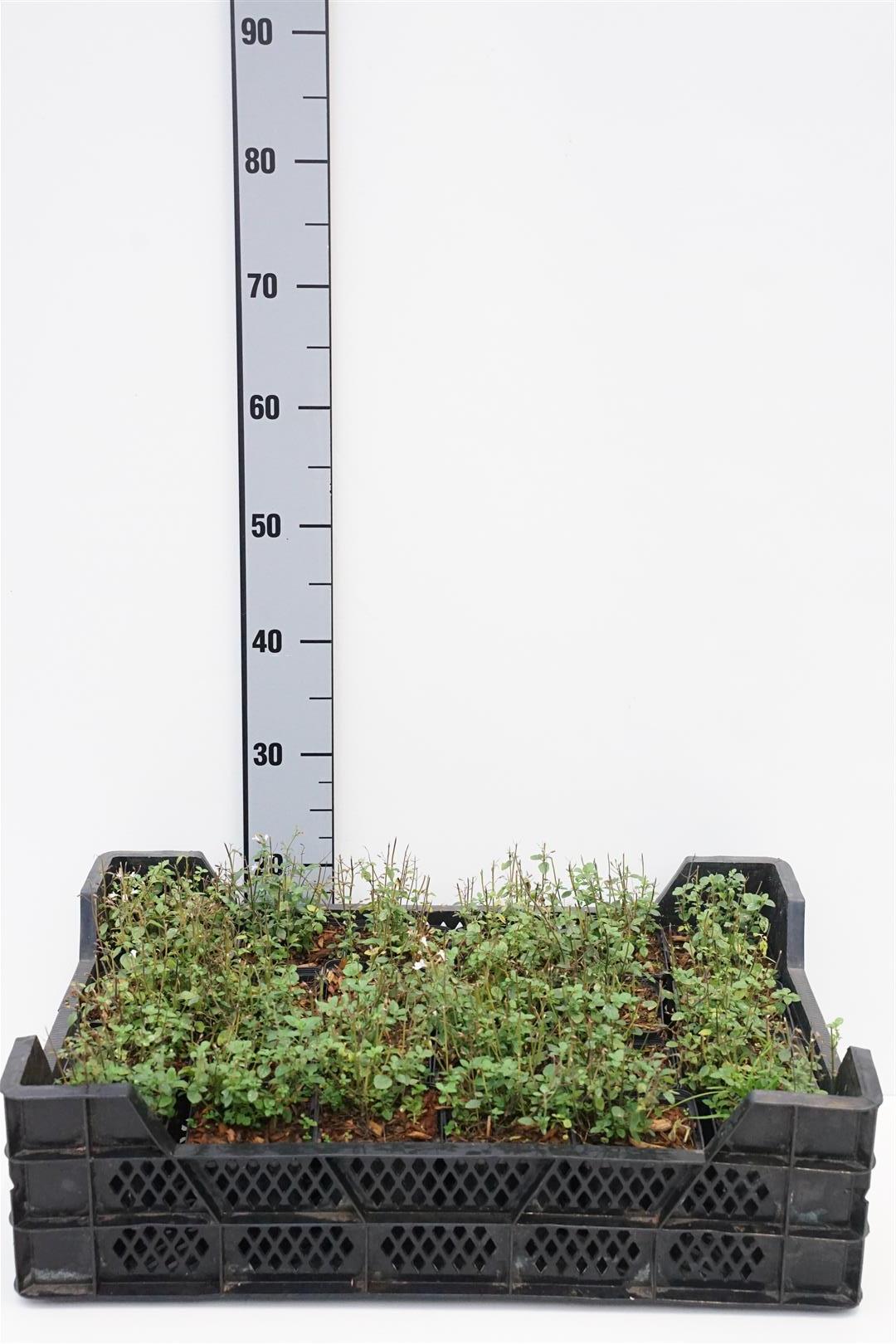 Calamintha nepeta &