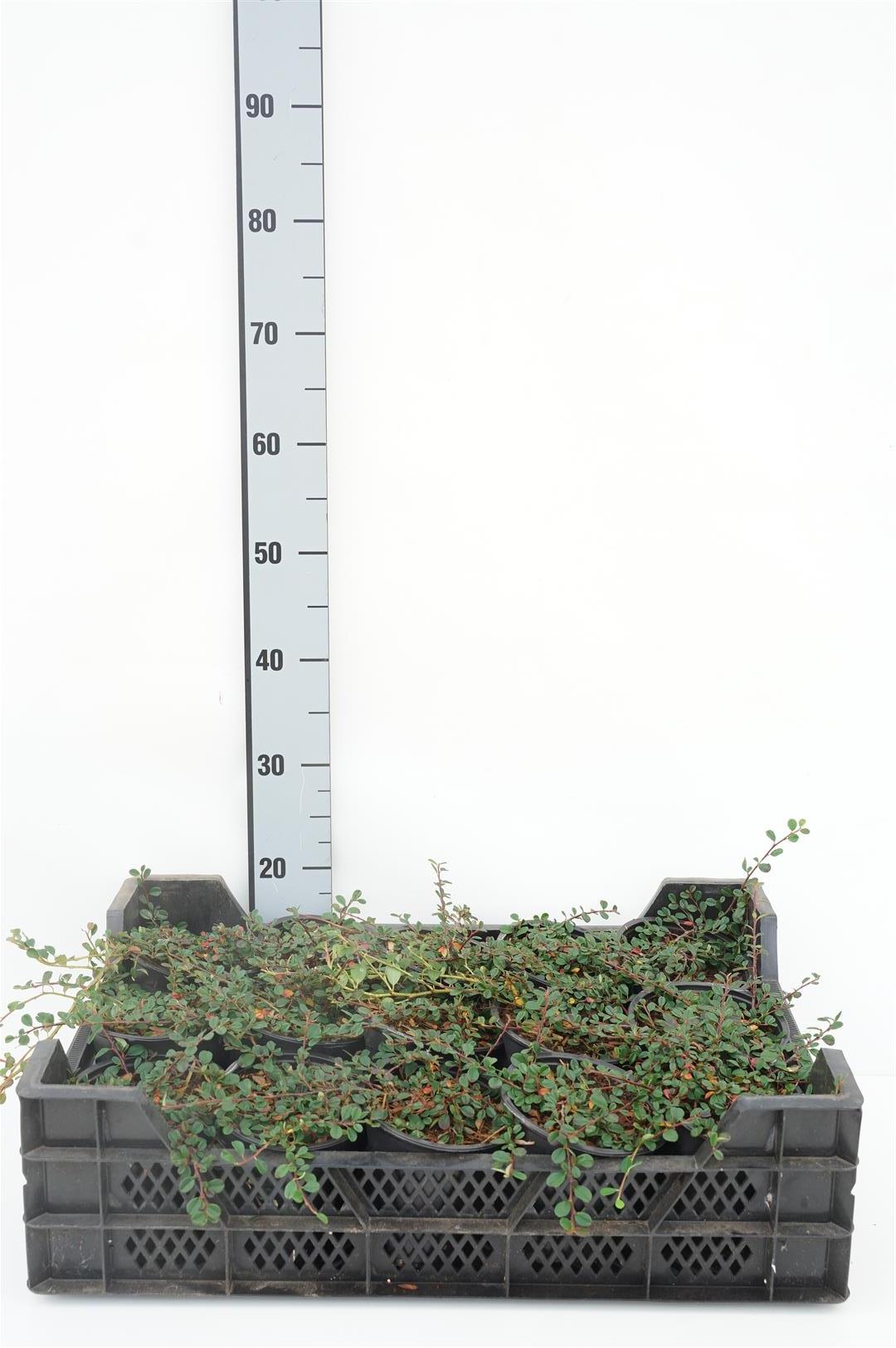 Cotoneaster pr. &