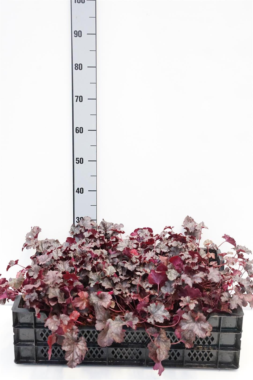 Heuchera &