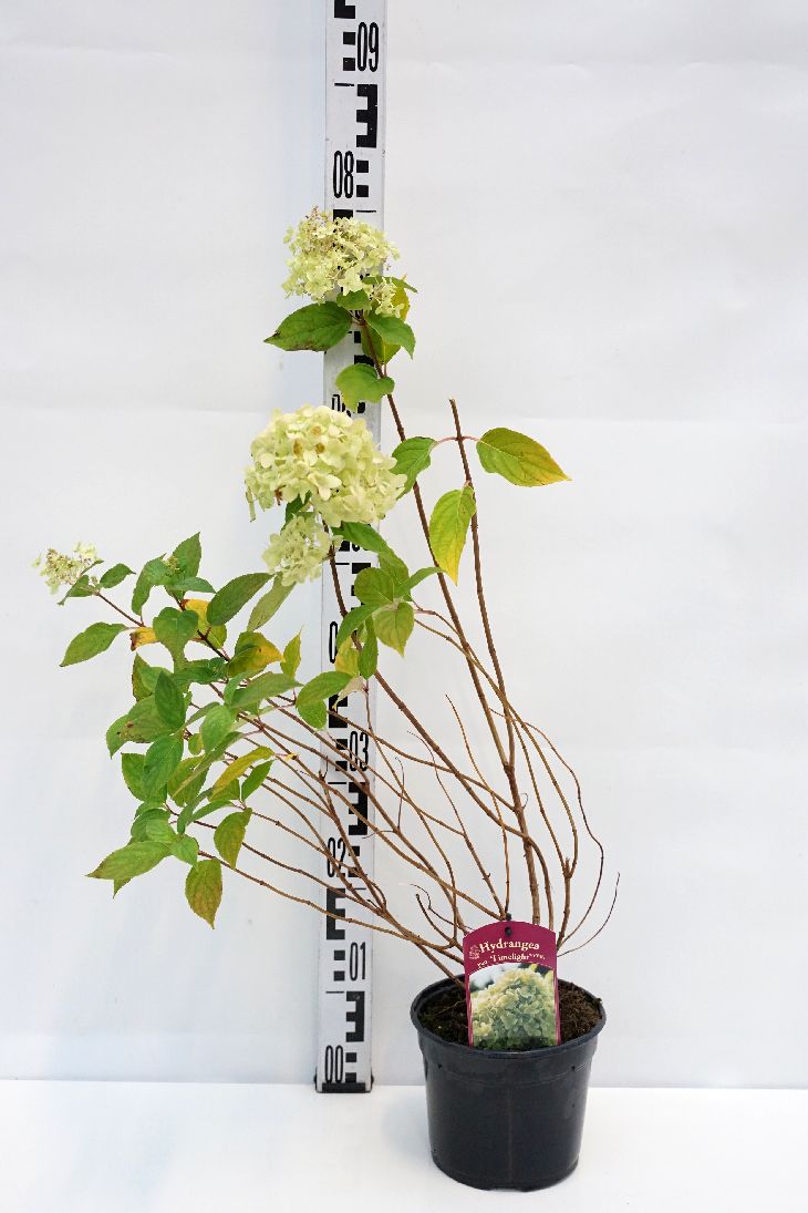 Hydrangea paniculata &