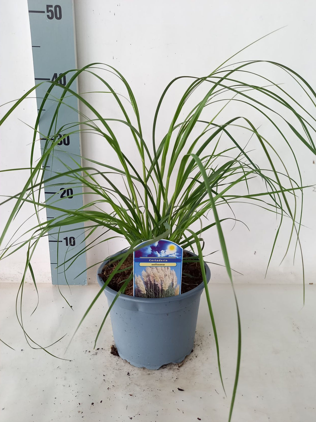 Cortaderia selloana C2 (2 liters kruka) / 17 cm kruka