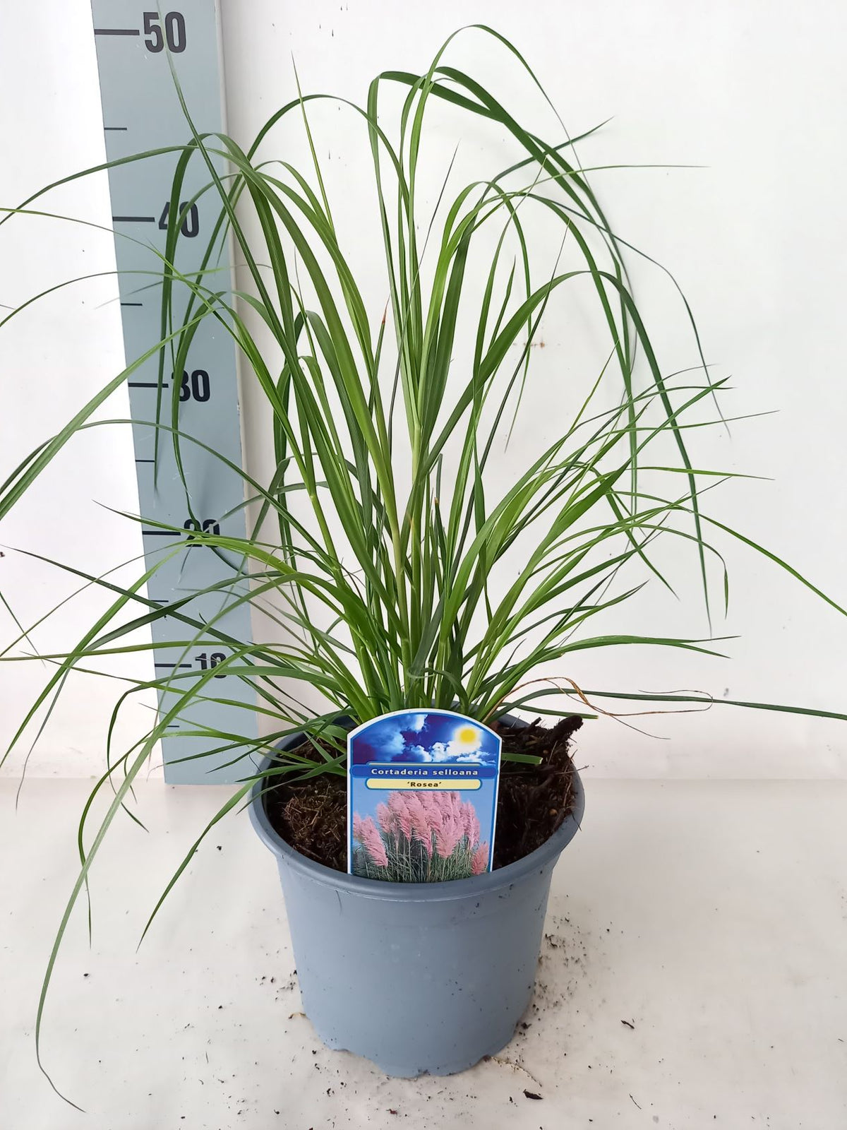 Cortaderia sell. &