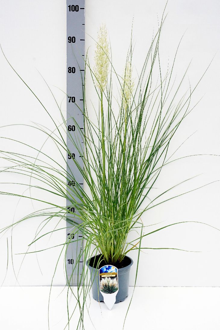 Cortaderia sell. &