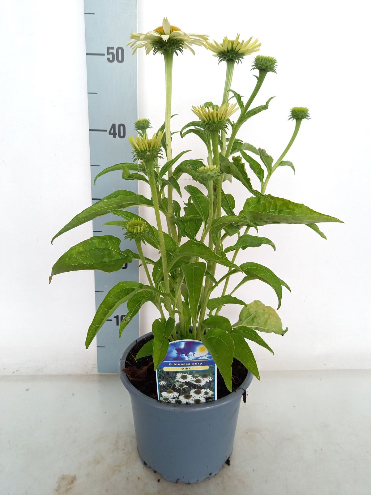 Echinacea p. &