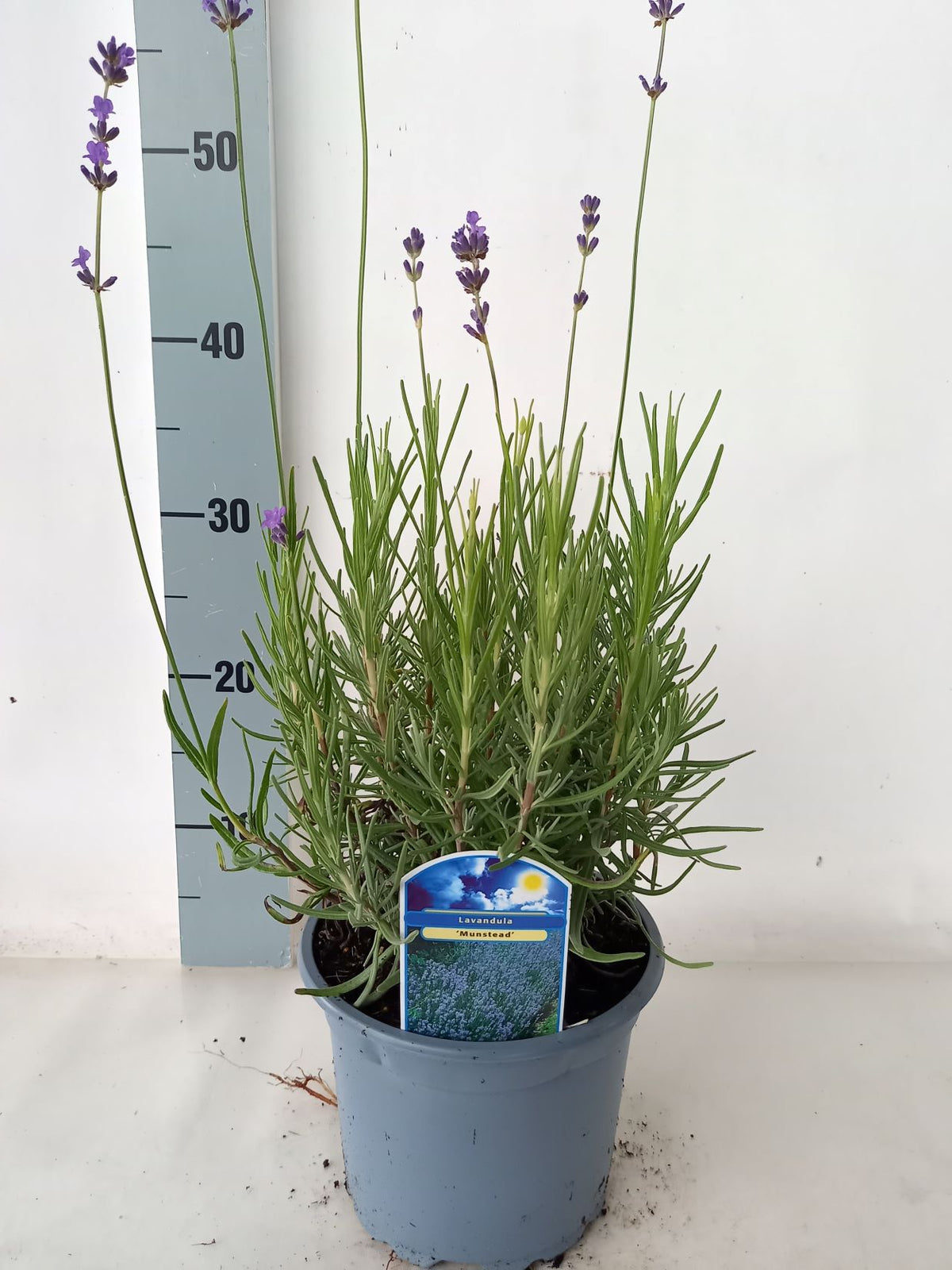 Lavandula ang. &