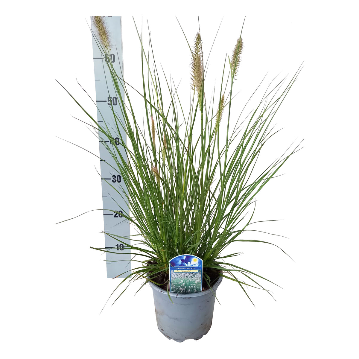 Pennisetum al. &