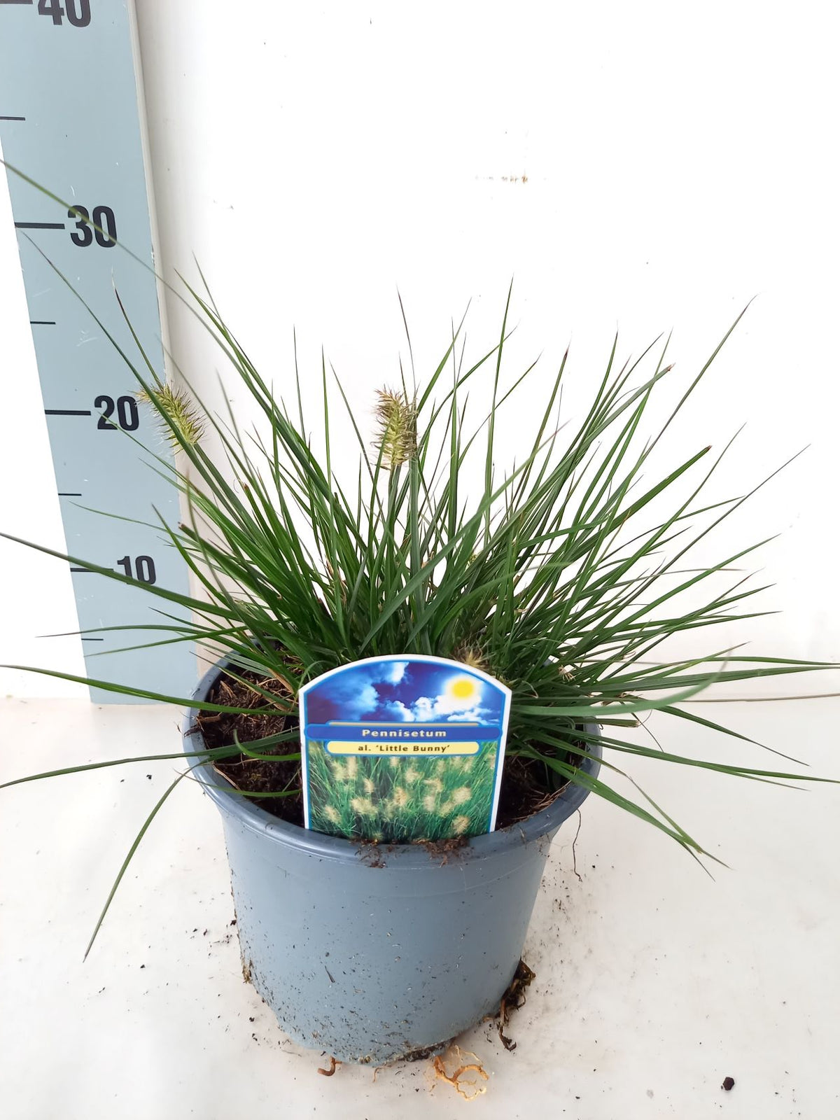 Pennisetum al. &