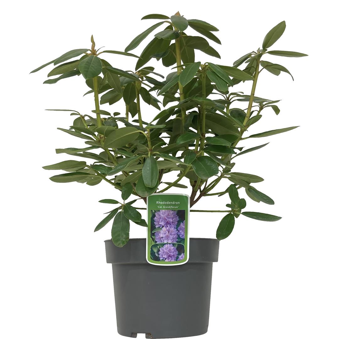 Rhododendron &