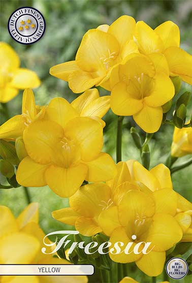 Freesia &