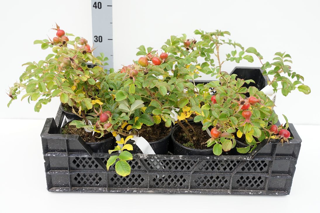 Rosa (R) Dagmar Hastrup C1,5 (1,5 liters kruka)