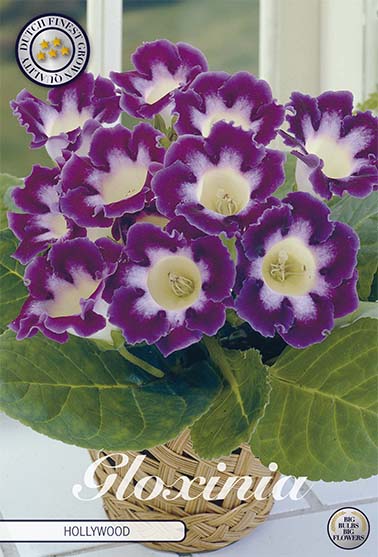 Gloxinia Hollywood – hel förpackningsbild med blomman, 1-pack. Från Svedberga Plantskola