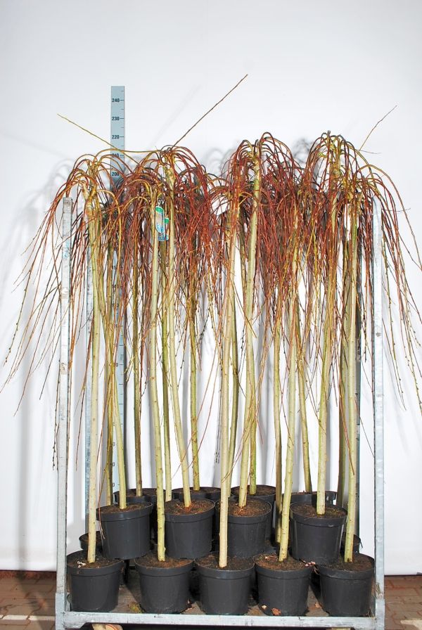 Salix caprea &