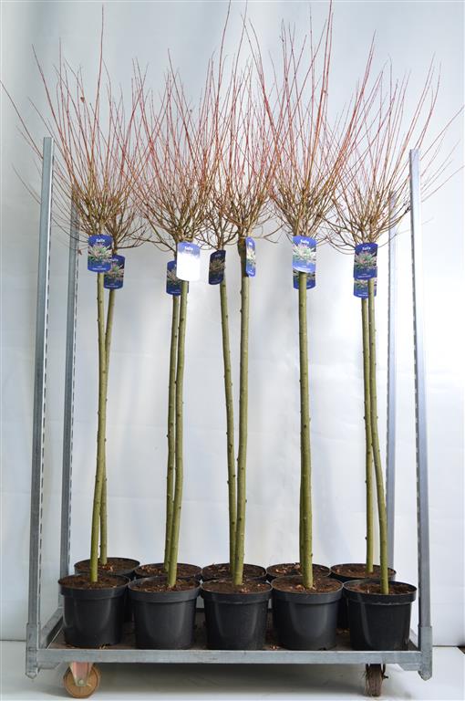 Salix integra &