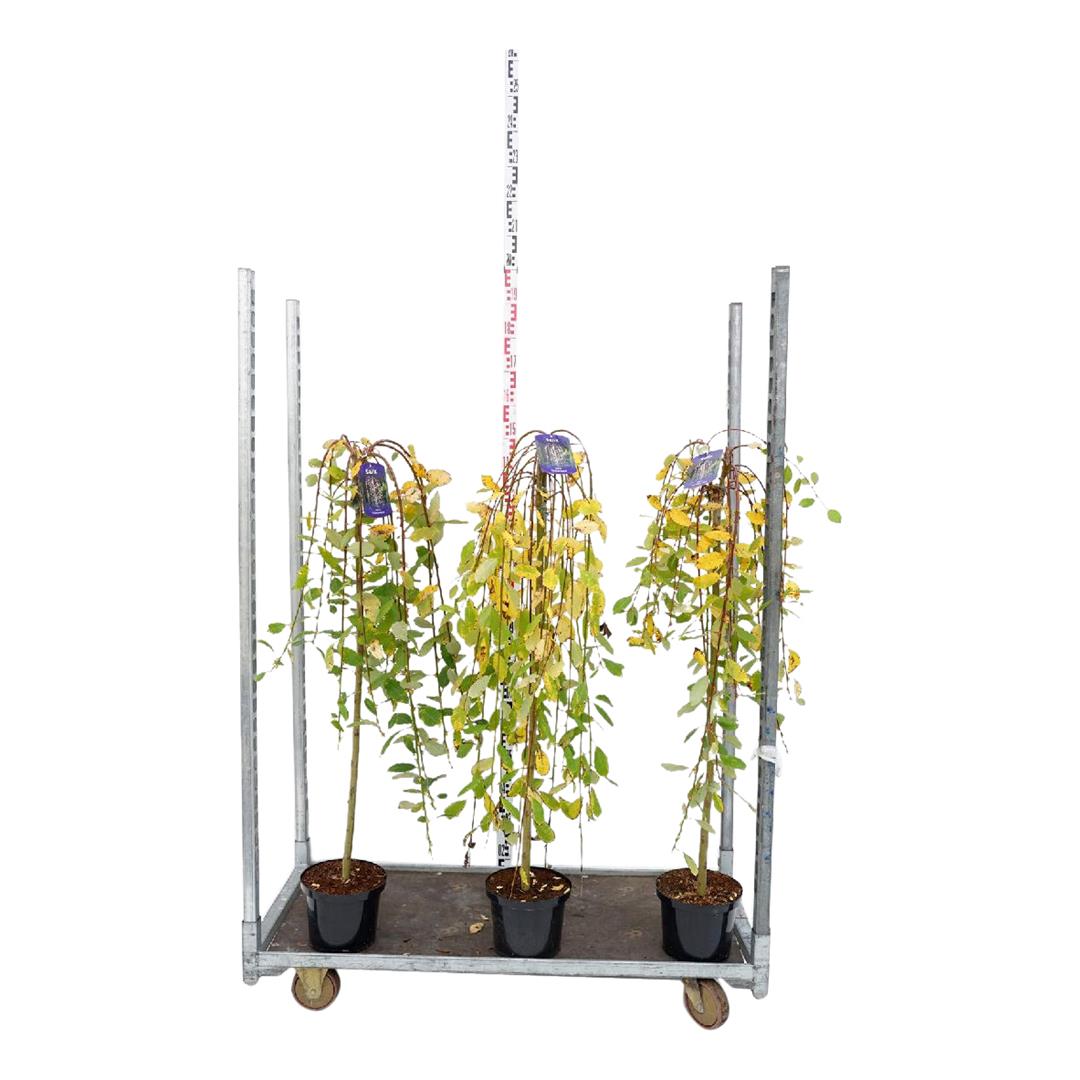 Salix i sorter på stam 100 cm C5 (5 liters kruka) / 23 cm kruka