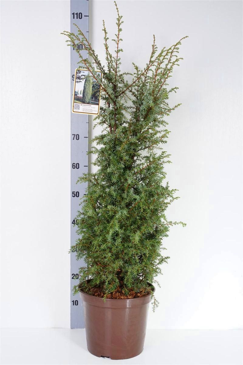 Juniperus c. &