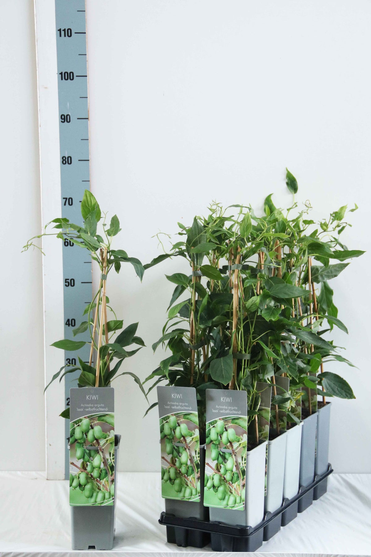 Actinidia arguta &