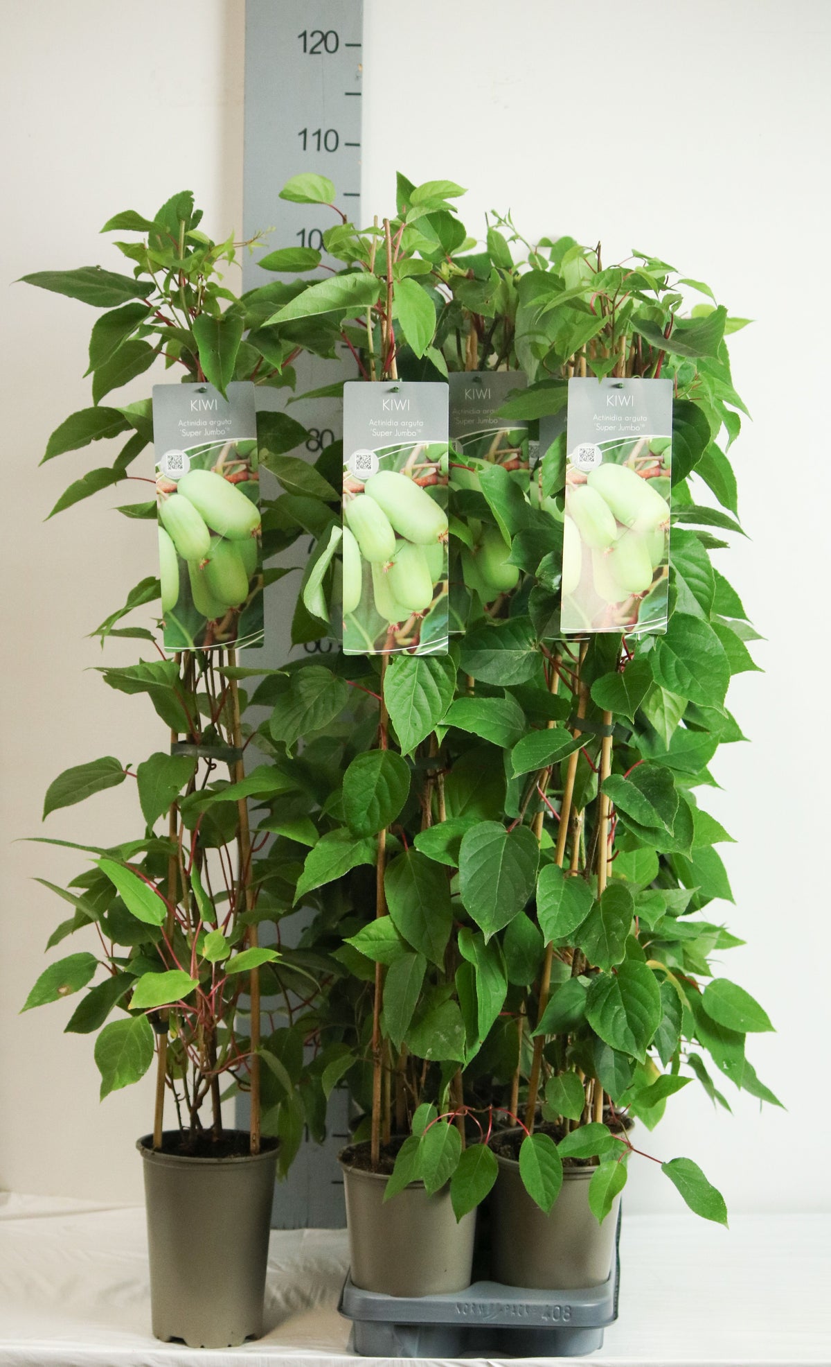 Minikiwi Actinidia arguta &