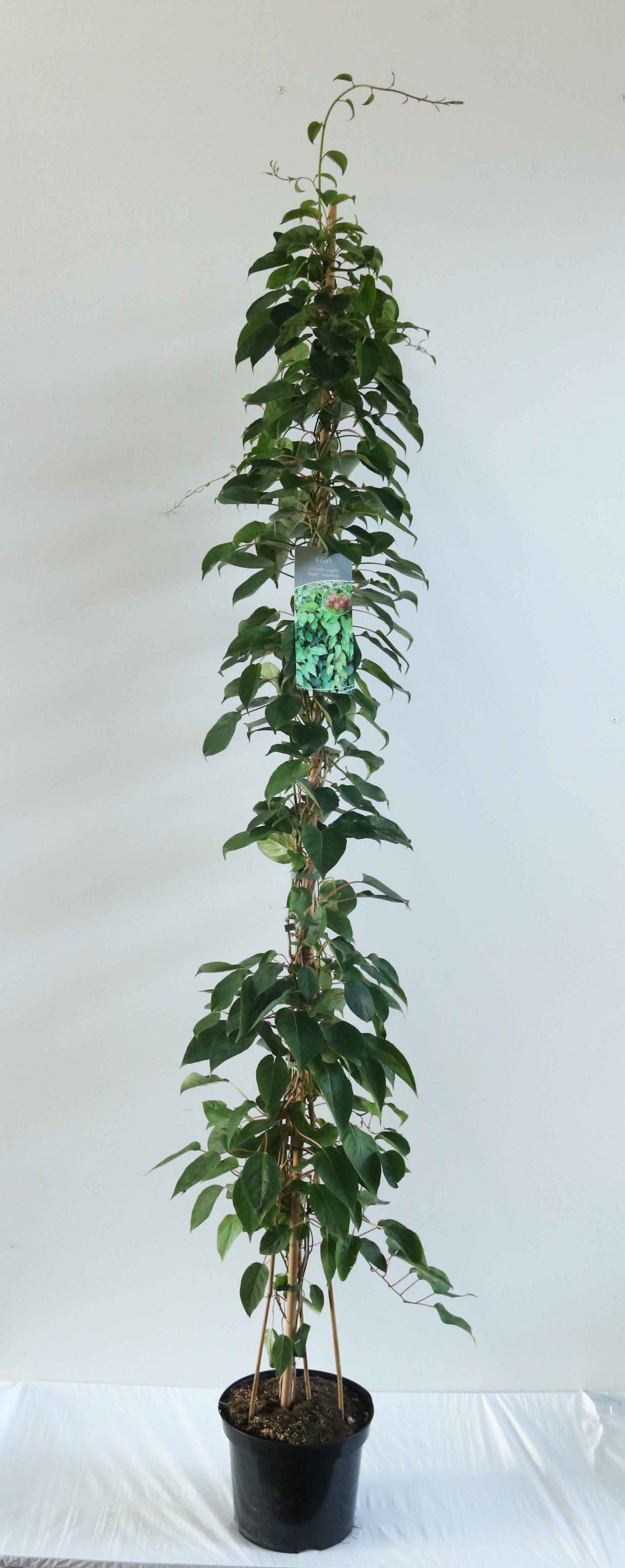 Actinidia arguta &