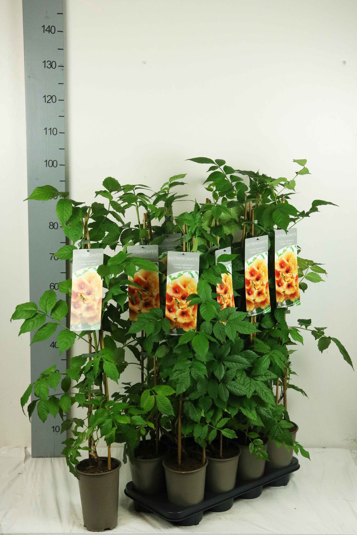 Actinidia del. (hanplanta) 17 cm kruka 60-100 cm (3 käppar)