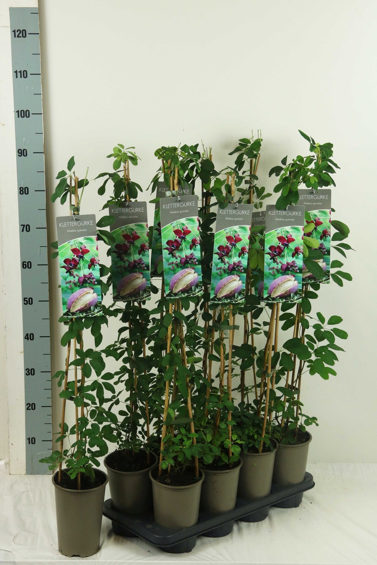 Akebia quinata 60-100 cm, 17 cm kruka (3 käppar)