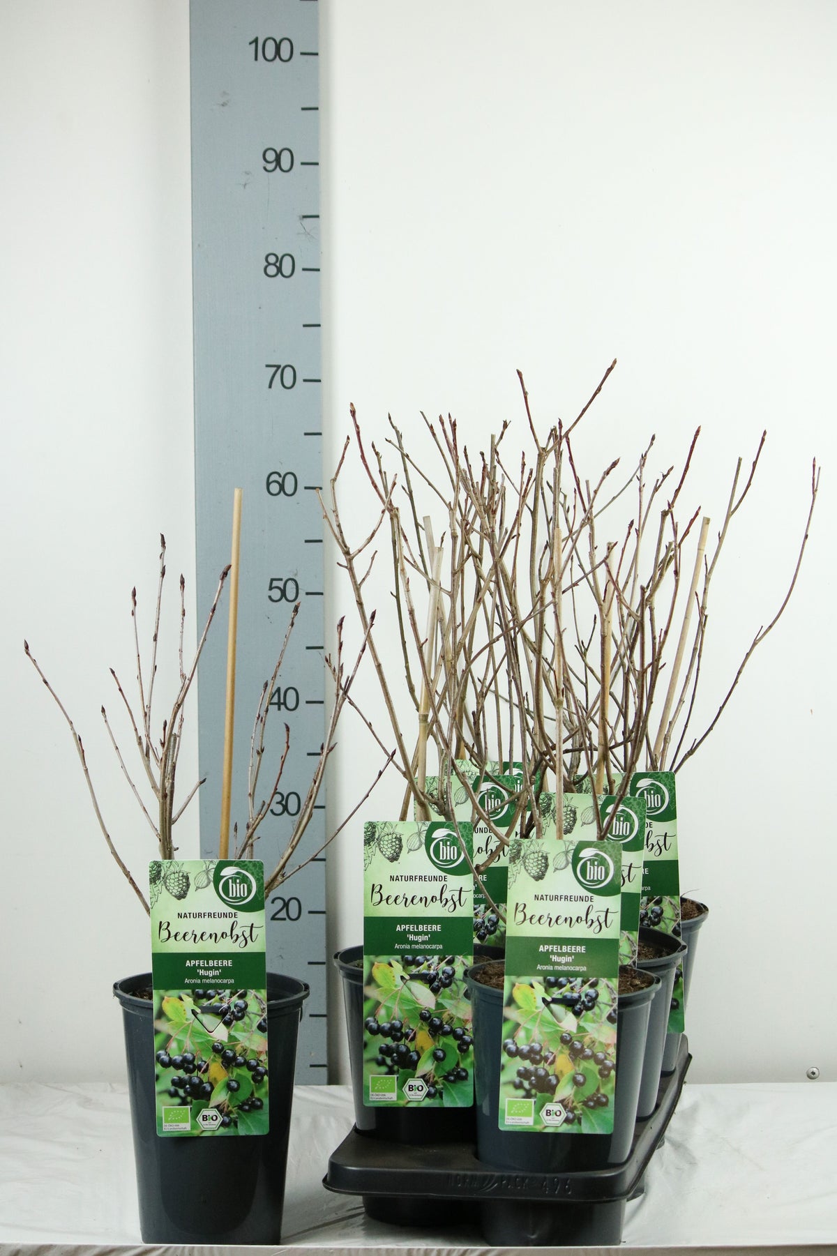 Aronia melanocarpa &
