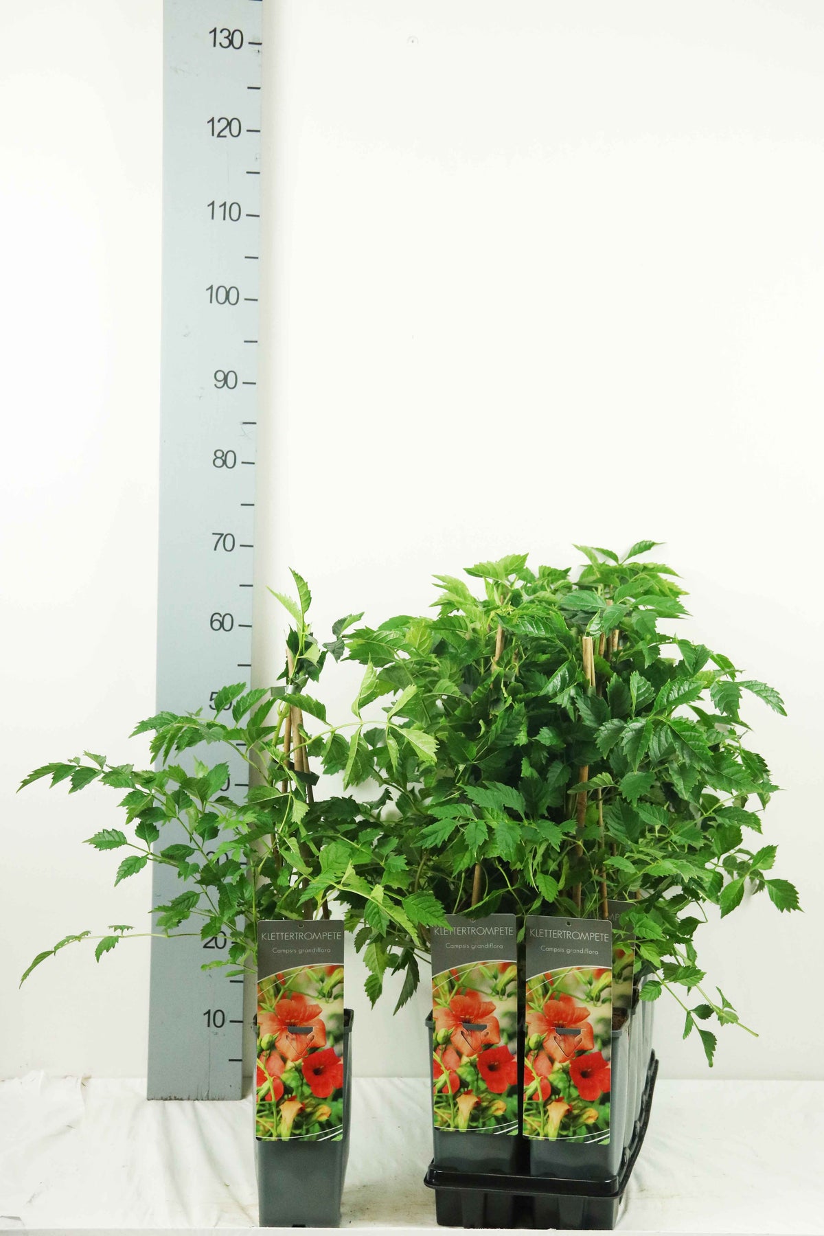 Campsis grandiflora C2 (2 liters kruka) 40-60 cm med 3 käppar