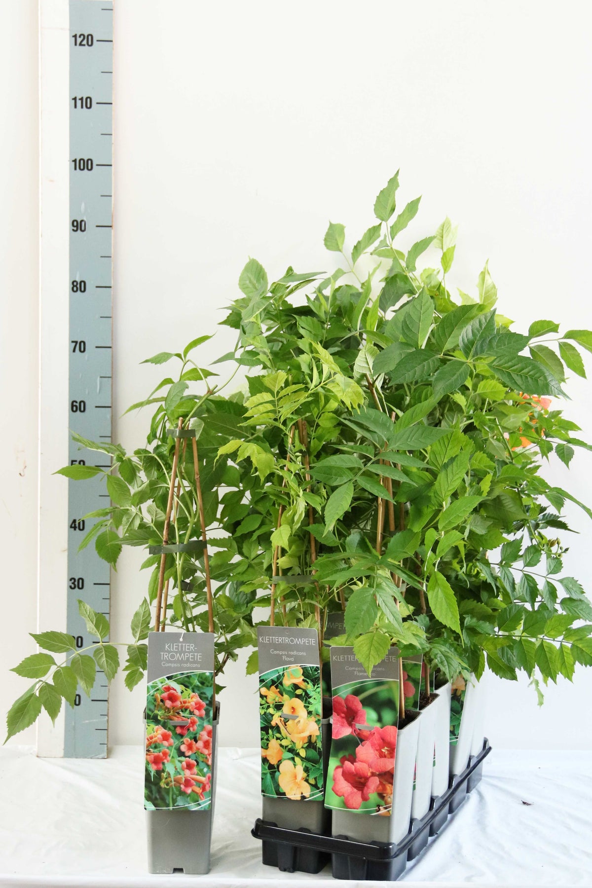 Campsis i olika sorter C2 (2 liters kruka) 40-60 cm (3 käppar)