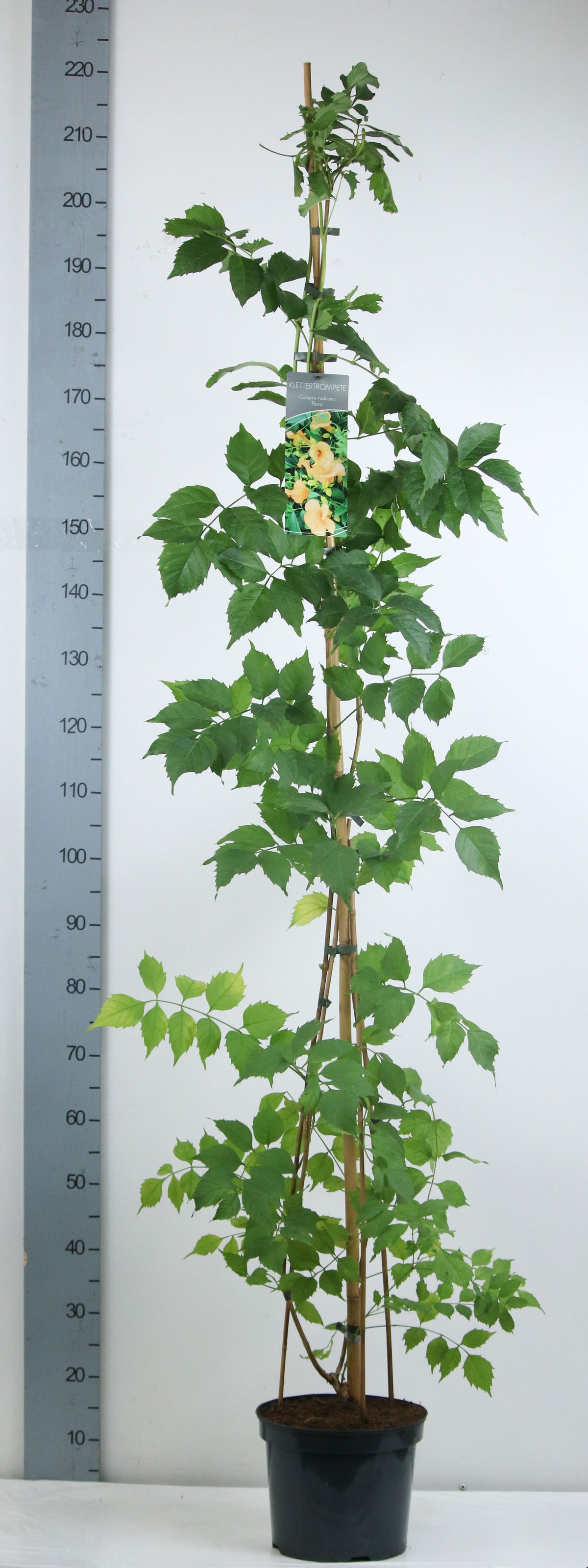 Campsis radicans &