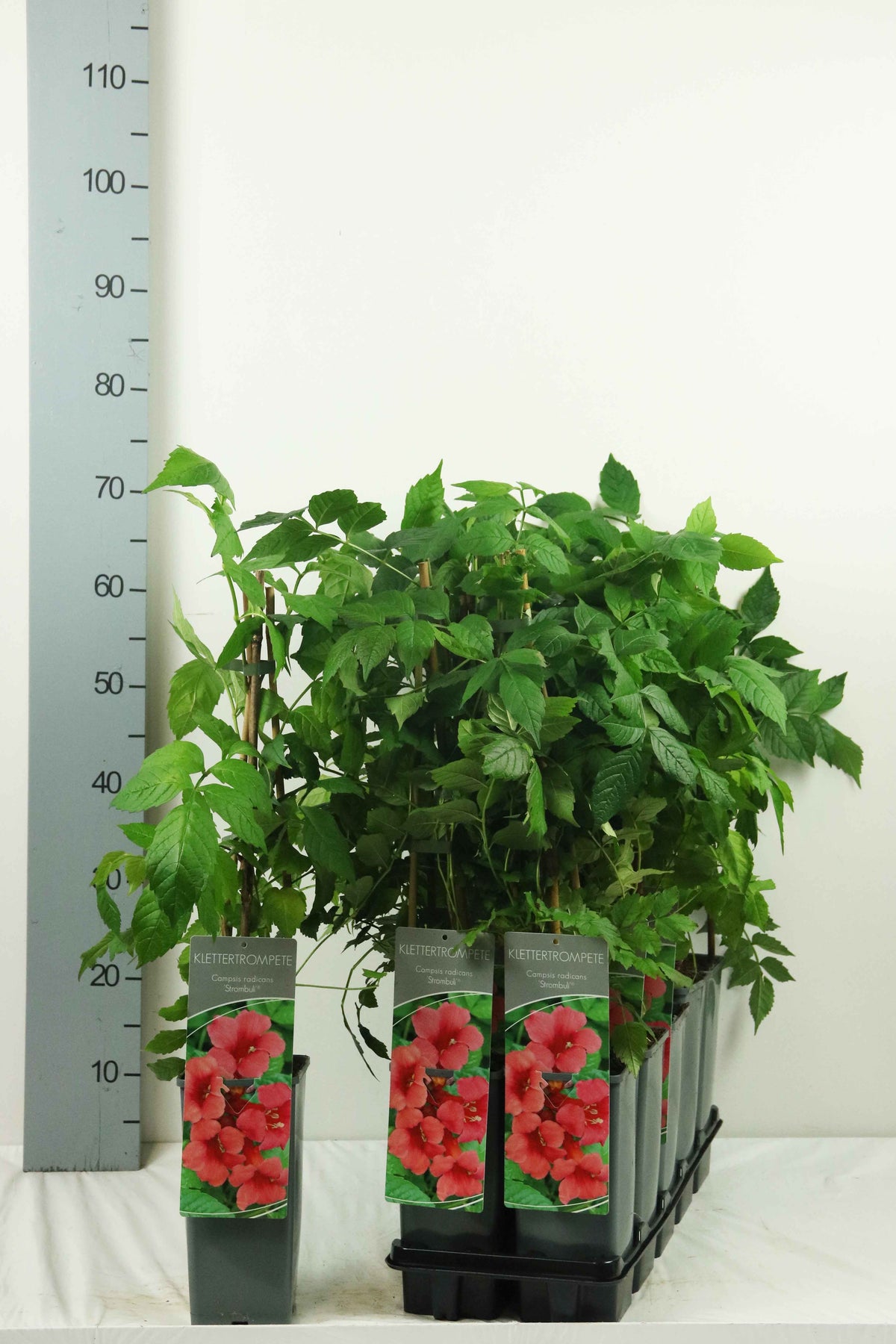Campsis radicans &