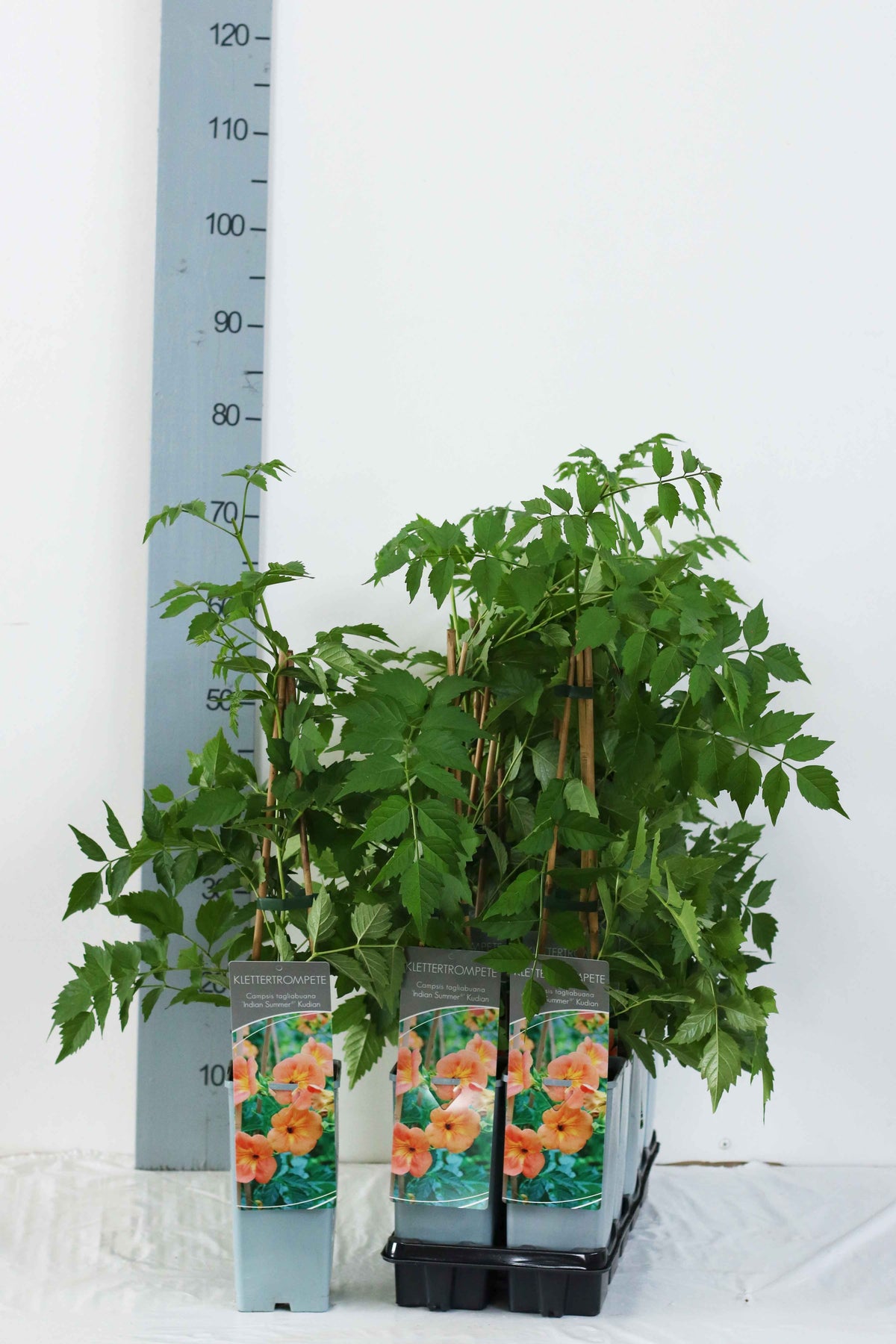 Campsis tagli. &