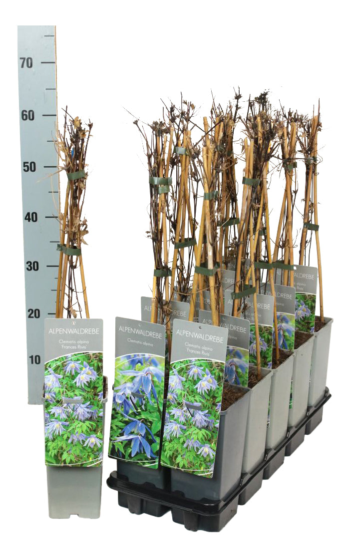 Clematis alpina i olika sorter - C5 (5 liters kruka) / 23 cm kruka, 100-125 cm