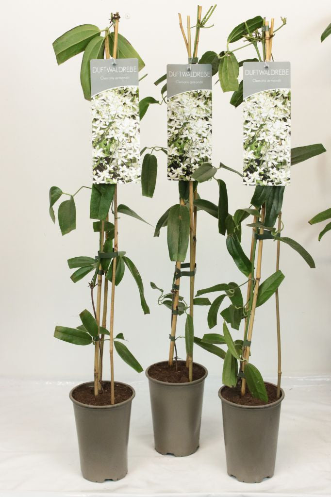 Clematis armandii C7,5 (7,5 liters kruka) 175-200 cm