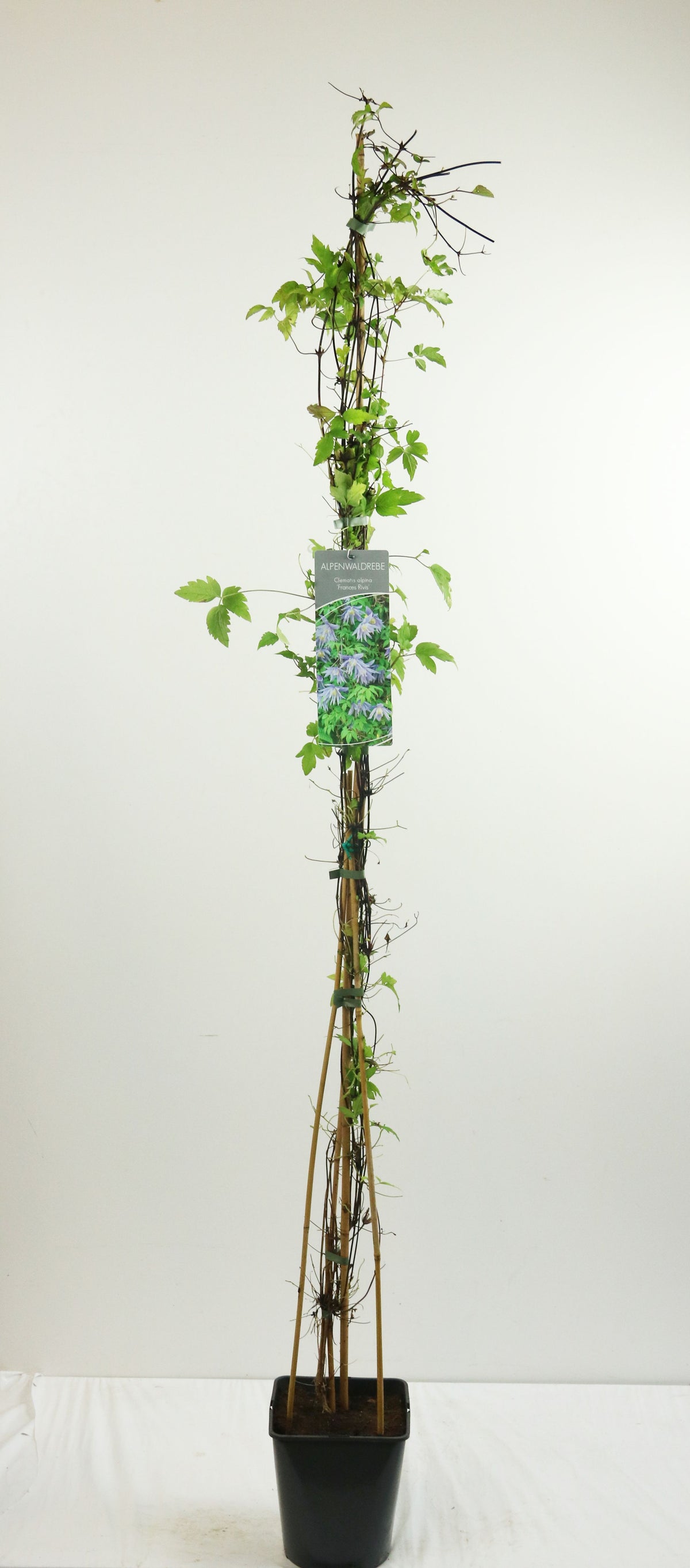 Clematis &