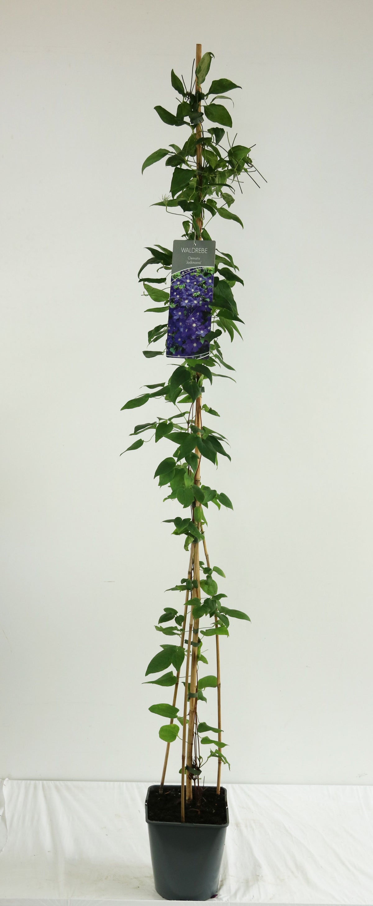 Clematis &